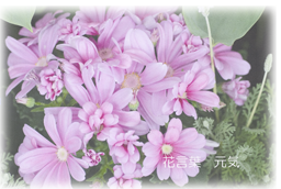 サイネリアの花
